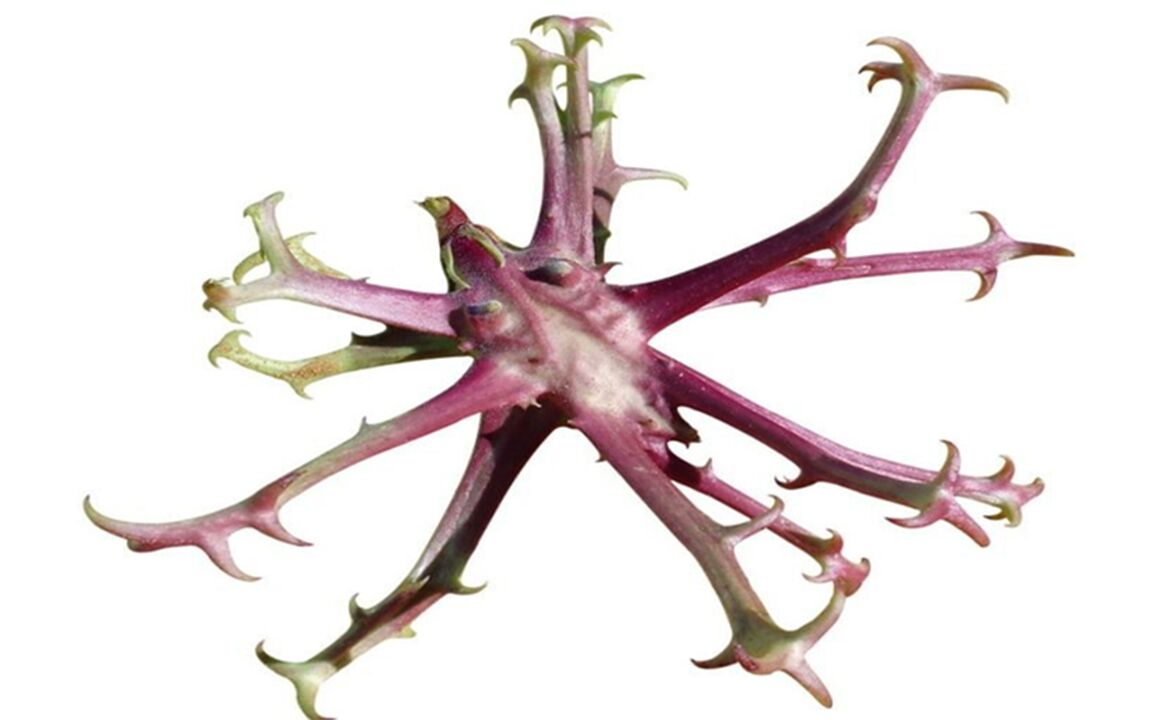 Devil -karom extract Hondrolife