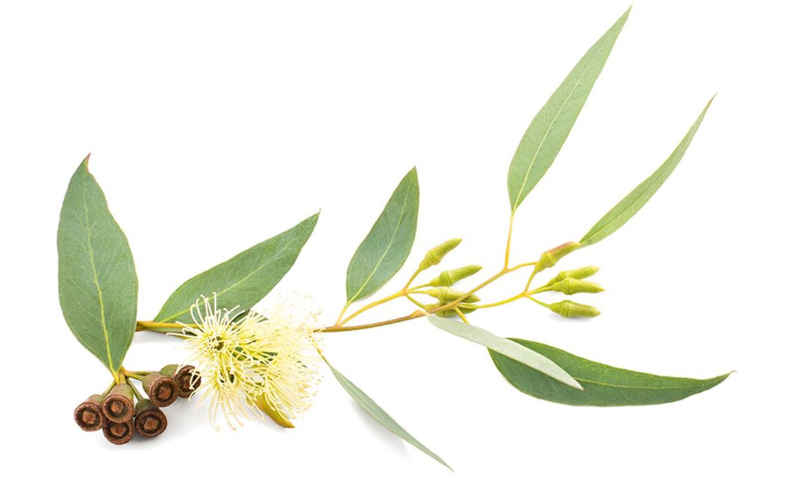 Eucalyptus oil Hondrolife